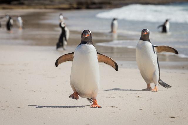 014 Falklandeilanden, New Island, ezelspinguins.jpg